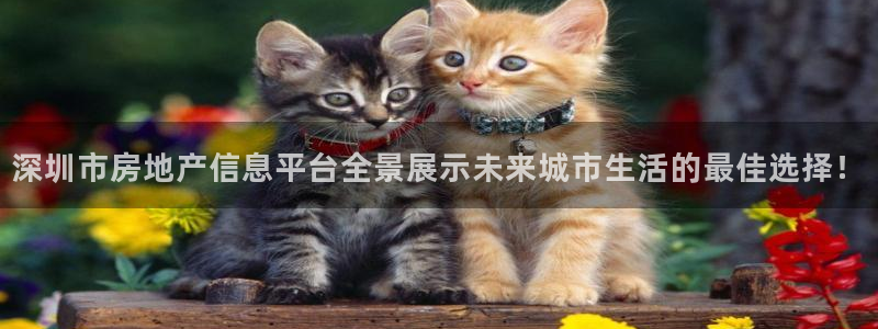 新宝5电脑：深圳市房地产信息平台全景展示未来城市生活的最佳选
