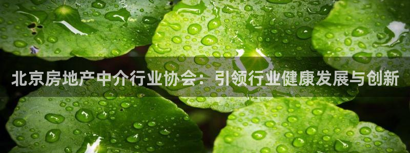 新宝5公司：北京房地产中介行业协会：引领行业健康发展与创新