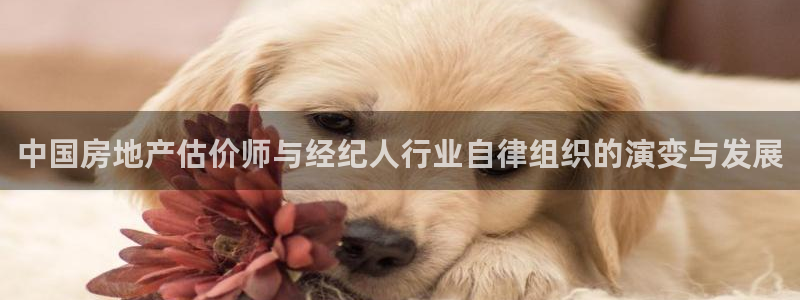 新宝5找找74OOO5：中国房地产估价师与经纪人行业自律组织