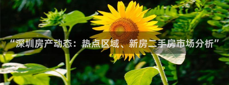 新宝5测速登录：“深圳房产动态：热点区域、新房二手房市场分析
