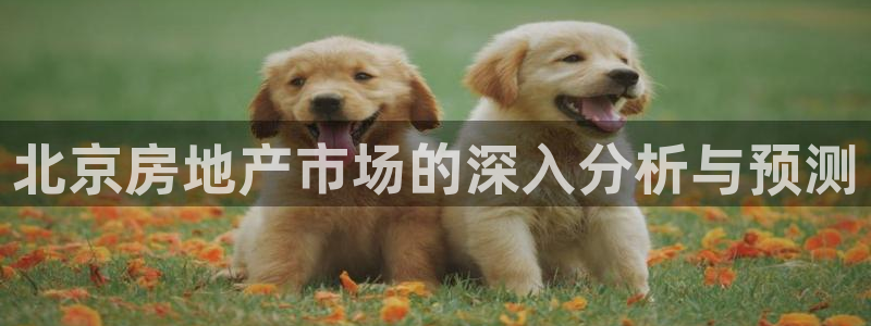 新宝5 - 测速登陆：北京房地产市场的深入分析与预测